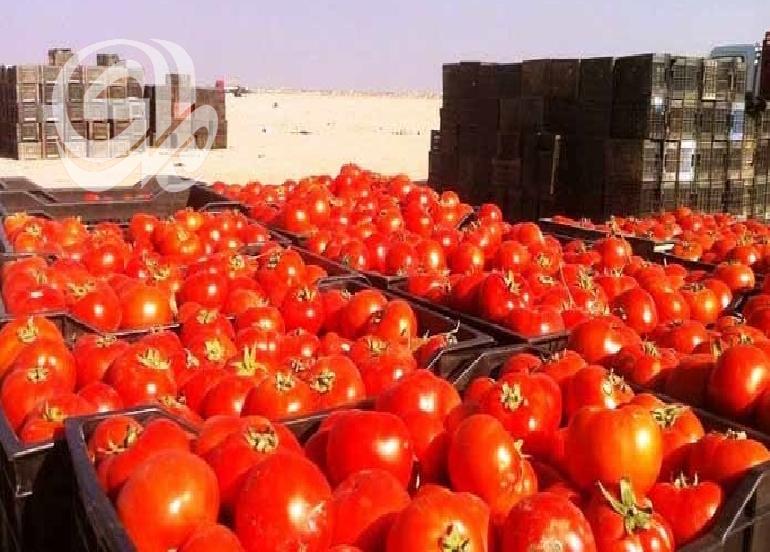 البصرة.. كميات الطماطم المسوقة بلغت 160 طنًا