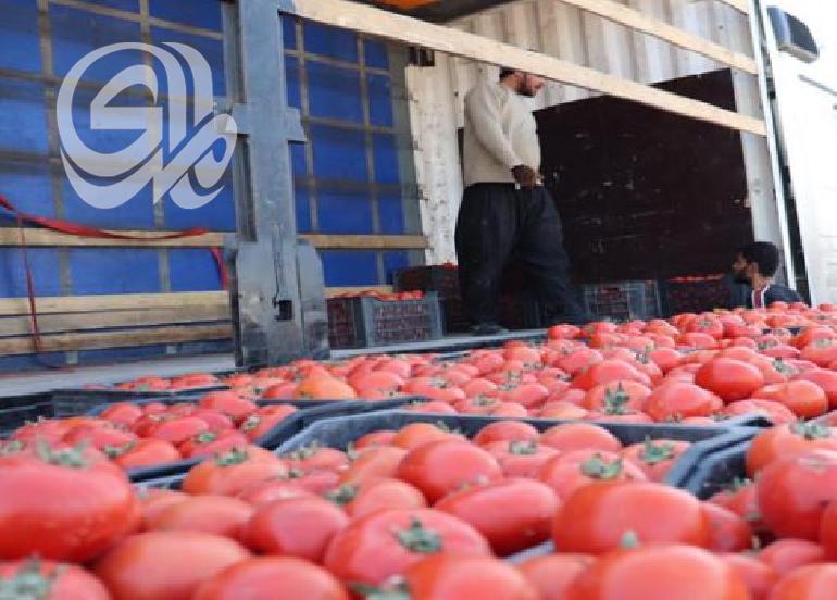 البصرة.. تسويق 600 طن من الطماطم يوميًا