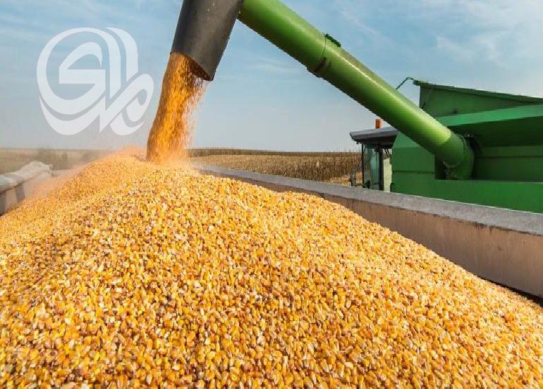 بعد السماح المقنن.. الزراعة تعزز قرار استيراد الذرة الصفراء بلا حدود