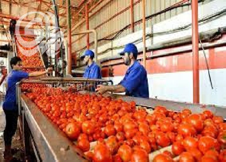 كردستان.. إعادة تشتغيل معمل معجون طماطم بطاقة 20 طنًا يوميًا