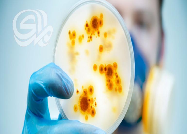 علماء يكتشفون أكبر أنواع البكتيريا على الارض