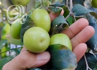 بالاستفادة من مشاتل العتبة..مزارع بصري ينجح بتطعيم النبق التايلندي.. ثمرة بحجم كف الي