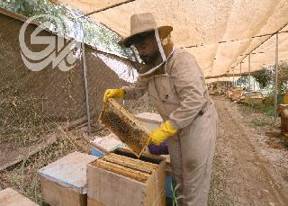 عدسة (المدى) توثق طريقة استخراج العسل قبل بيعه للمواطنين