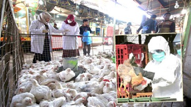 رغم إعدام 316 ألف دجاجة وخسارة المليارات... مخاطر انفلونزا الطيور تتحيّن الفرص