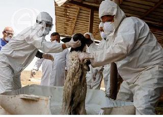 صحة ذي قار تبدي قلقها لتسجيل إصابات جديدة بالحمى النزفية