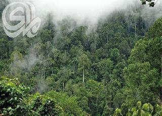 غابات الأمازون: إزالة 1180 كيلومترا مربعا خلال أيار