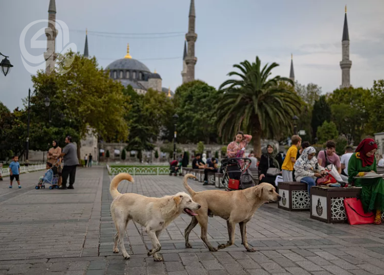 تركيا.. إقرار قانون لجمع الكلاب الضالة