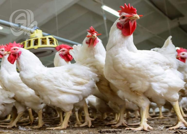عربيا.. العراق يحتل المرتبة الرابعة بإنتاج لحوم الدجاج