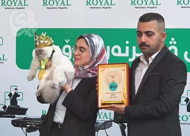 السليمانية تقيم مسابقة ملكة أو ملك جمال القطط في العراق
