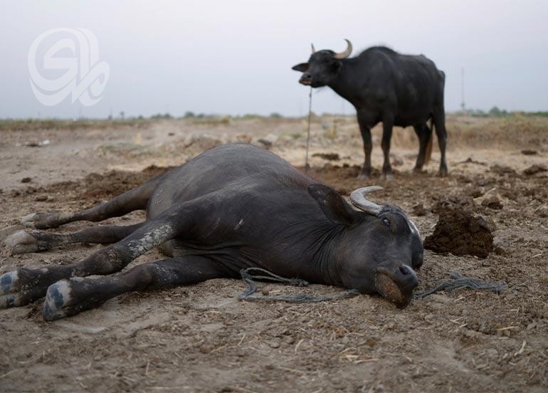 حيوانات العراق تتعرض للهلاك بسبب التقصير الحكومي والتغير المناخي