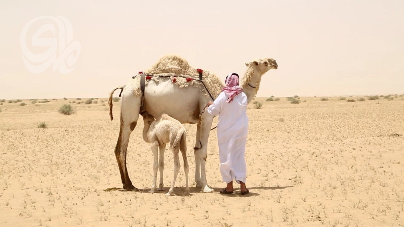 مربو الإبل يشكون الجفاف.. يرعون في مناطق خطرة وملوثة بمخلفات الحرب