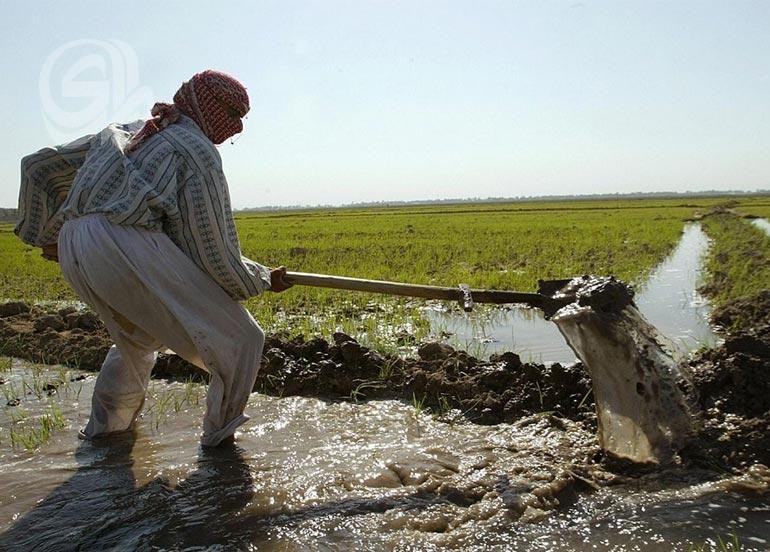 الزراعة العراقية تعلن اتساع مساحات زراعة الشلب إلى 150 ألف دونم