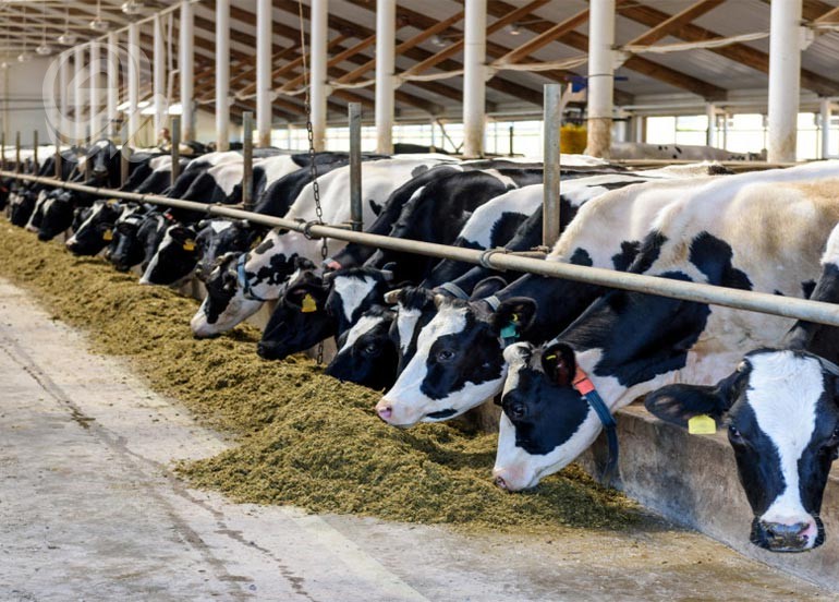 مشروع الدجيلة الزراعي الصناعي حلم العراق الكبير تحوّل إلى ساحة خراب