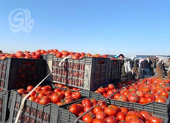 الزبير تسجل تسويق أكثر من 10 آلاف طن من الطماطة خلال 8 أيام