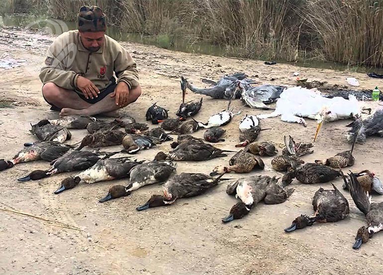 ميسان: دعوات لحماية الطيور المهاجرة من الصيد الجائر  وتداعيات التغير المناخي