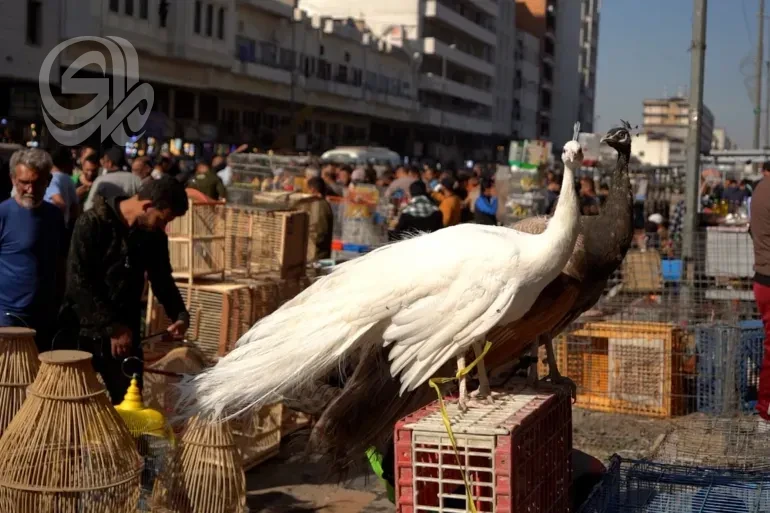 البيئة تشن حملة في سوق الغزل وتصادر طيورًا وحيوانات مهددة بالانقراض