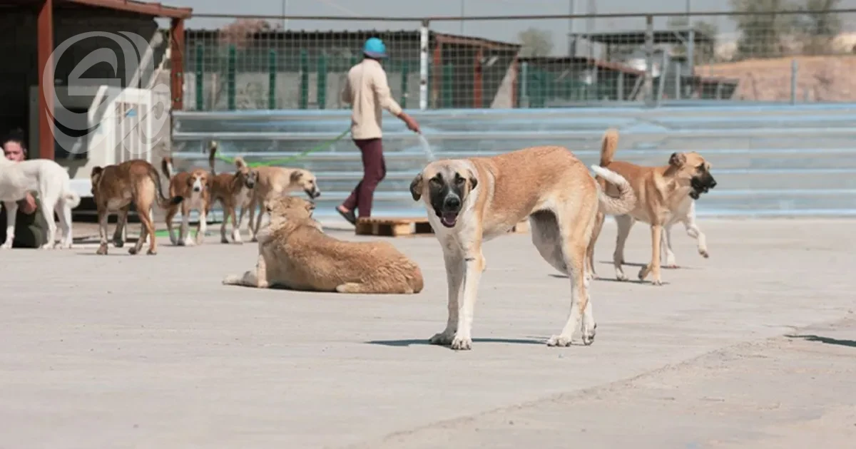 بغداد تتحرك بحزم: إجراءات عاجلة وخطة شاملة لإنهاء ظاهرة الكلاب السائبة
