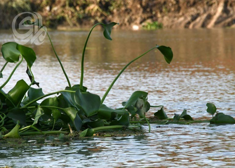 تنتشر بكثافة في واسط.. «زهرة النيل» خطر بيئي جديد يهدد نهر دجلة ويستنزف موارده المائية