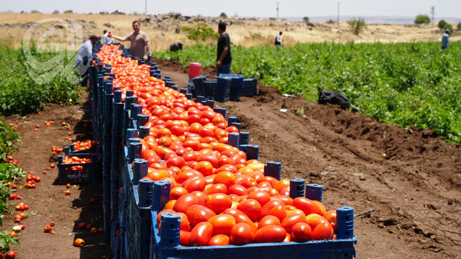 كردستان تحظر استيراد الطماطم